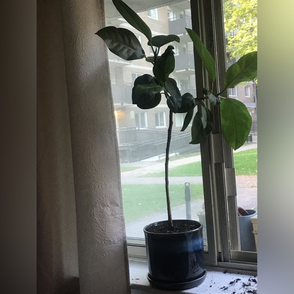 Tall and Large Ficus Audrey - Picture 1 of 16